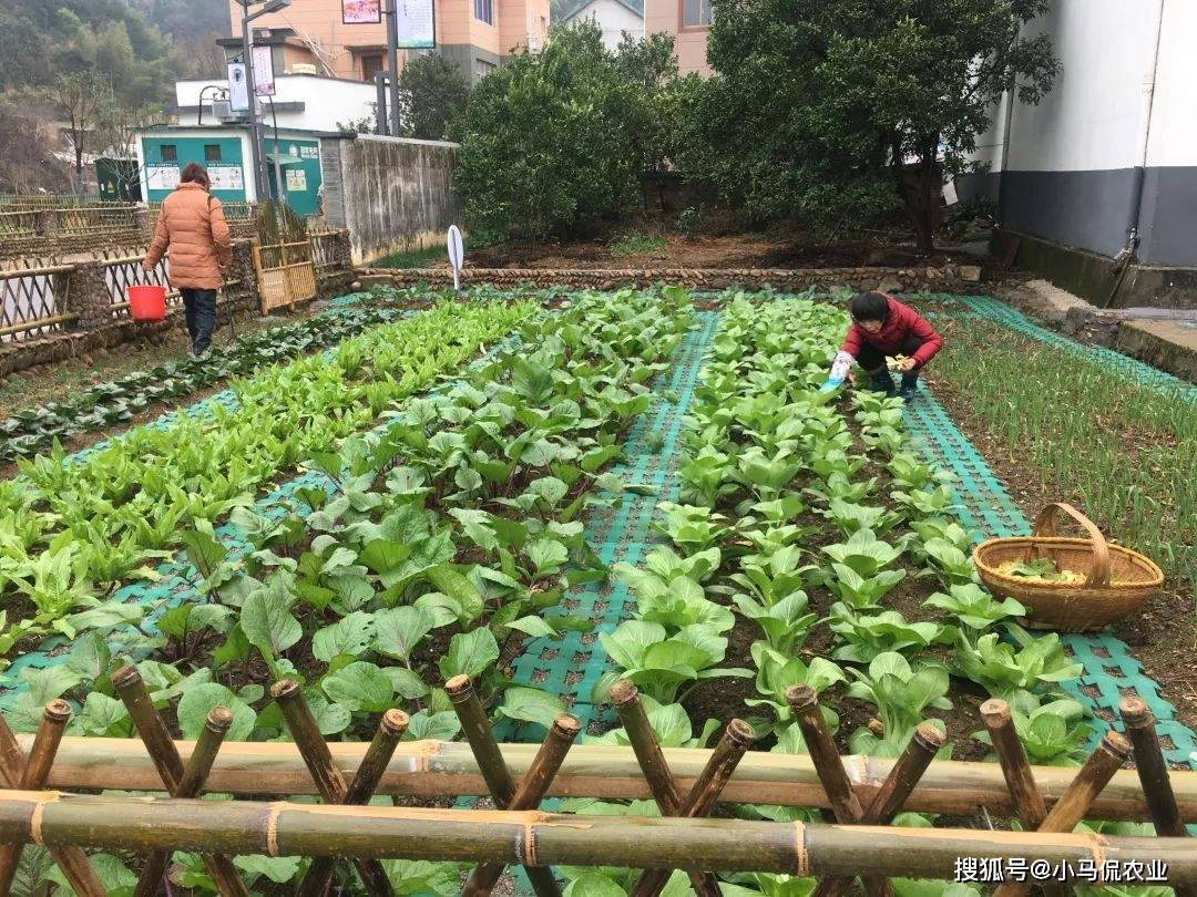 衢州农民建 一米菜园 5亩地巧赚万 如何规划成亮点 不简单 梅尔 全网搜