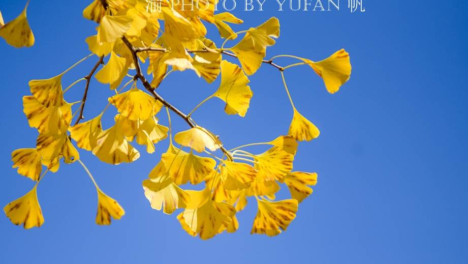洛阳白云山最美季节已经到来，银杏林惊艳秋天，错过再等一年