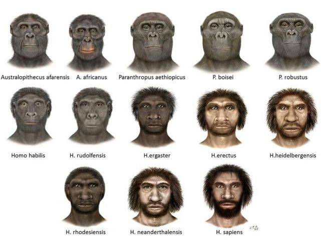 人类进化 曝光图片