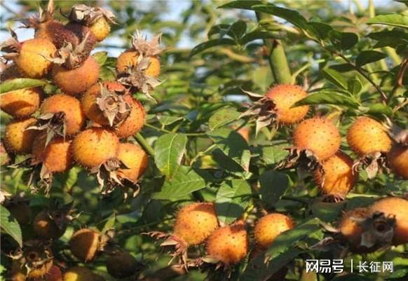 金刺梨产业发展研讨大会在贵州安顺举行