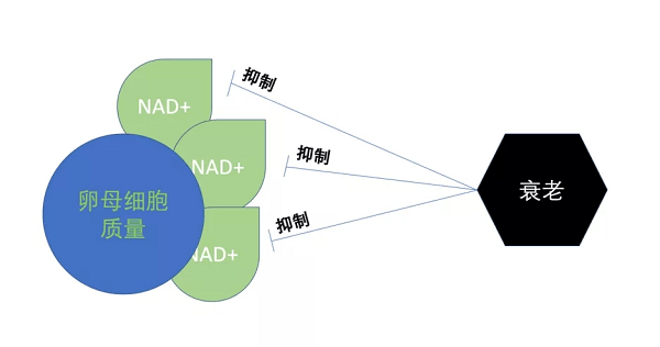 水平|LLT NMN或可改善生殖衰退，拯救更年期