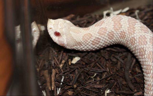 世界上最怂的蛇 鼻子像猪 不但会扮眼镜蛇 还会装死 蟾蜍 全网搜