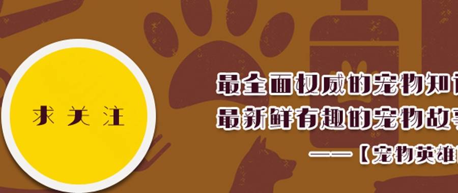 什么养一只超级黏人的柯基是什么感觉？被苦苦纠缠的宠主，直呼受不了