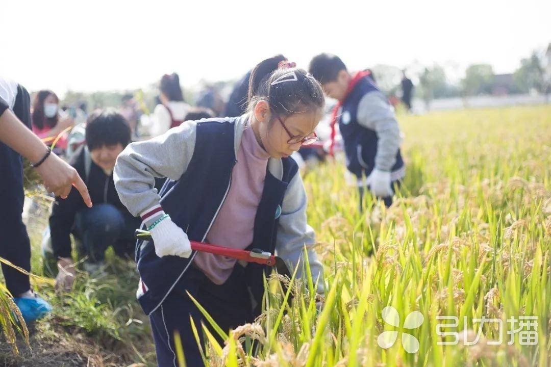 古道古桥古树，天阔云淡，稻田飘香，苏州浒墅关乡村秋景美如画