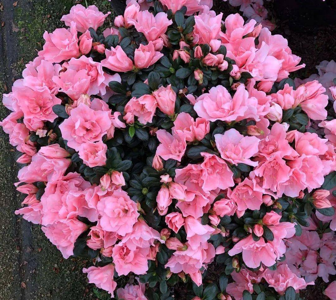 1种花号称 花中西施 四季皆可开 喜庆又漂亮 比利时