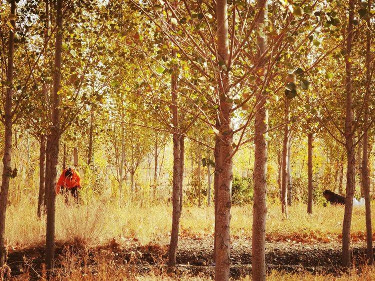 金秋十月，最爱去的还是那片杨树林