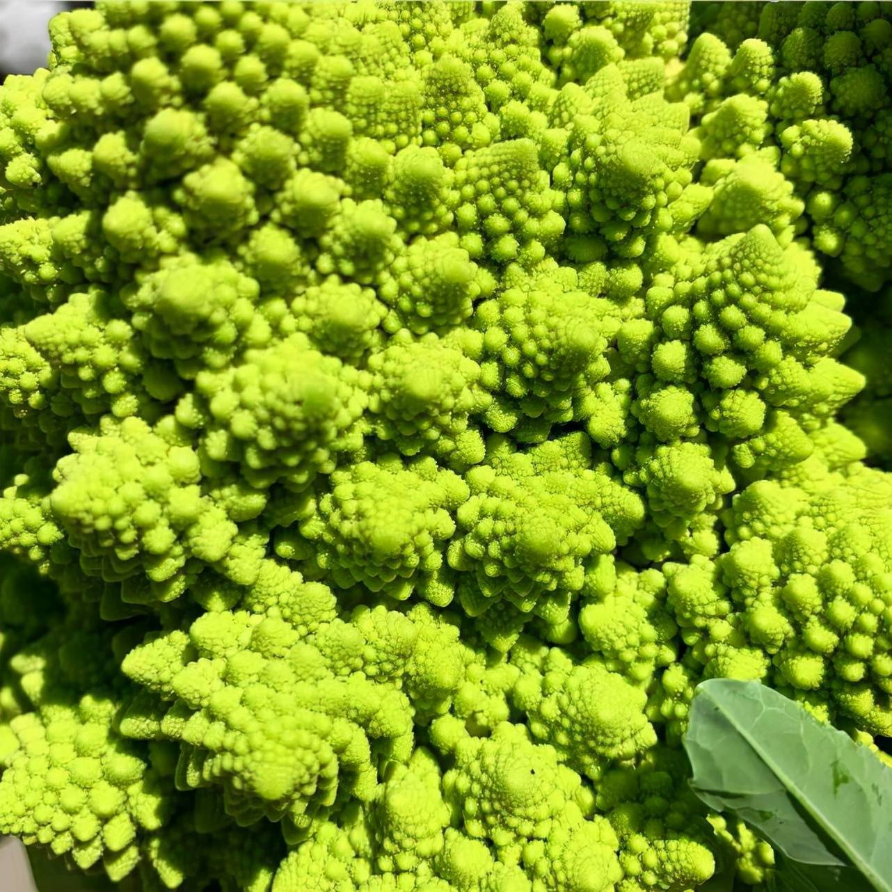 数学天分很高”的蔬菜，让人按捺不住好奇心，就是不知道怎么煮_搜狐网