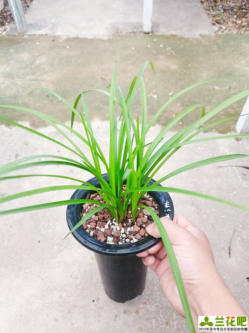 壮苗|又是兰花分苗季，秋季和春季哪个季节分更好，高手有门道