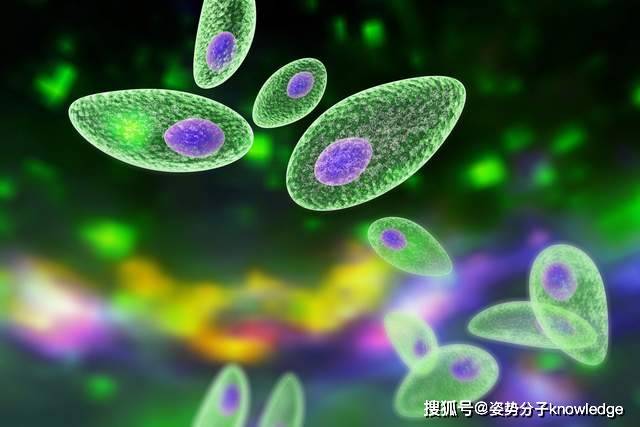 生肉|17岁女孩肠道内发现大量的虫子，寄生虫从何而来？该如何预防