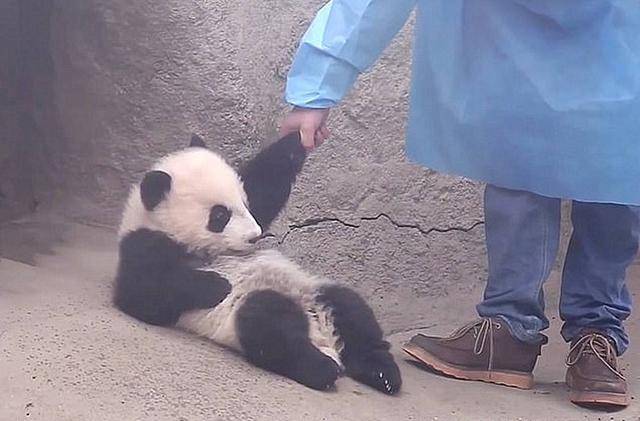 饲养员给洗完澡的熊猫擦身体,擦到一半,小家伙举动简直太萌了_奶妈