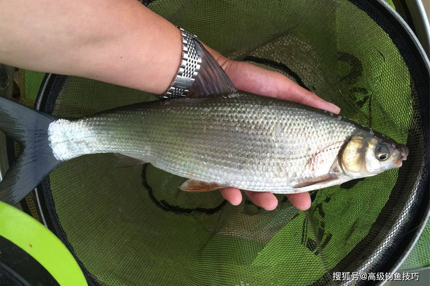 黄尾鱼最喜欢吃哪种味型的食物 黄尾鱼的摄食习性和垂钓方法 食性