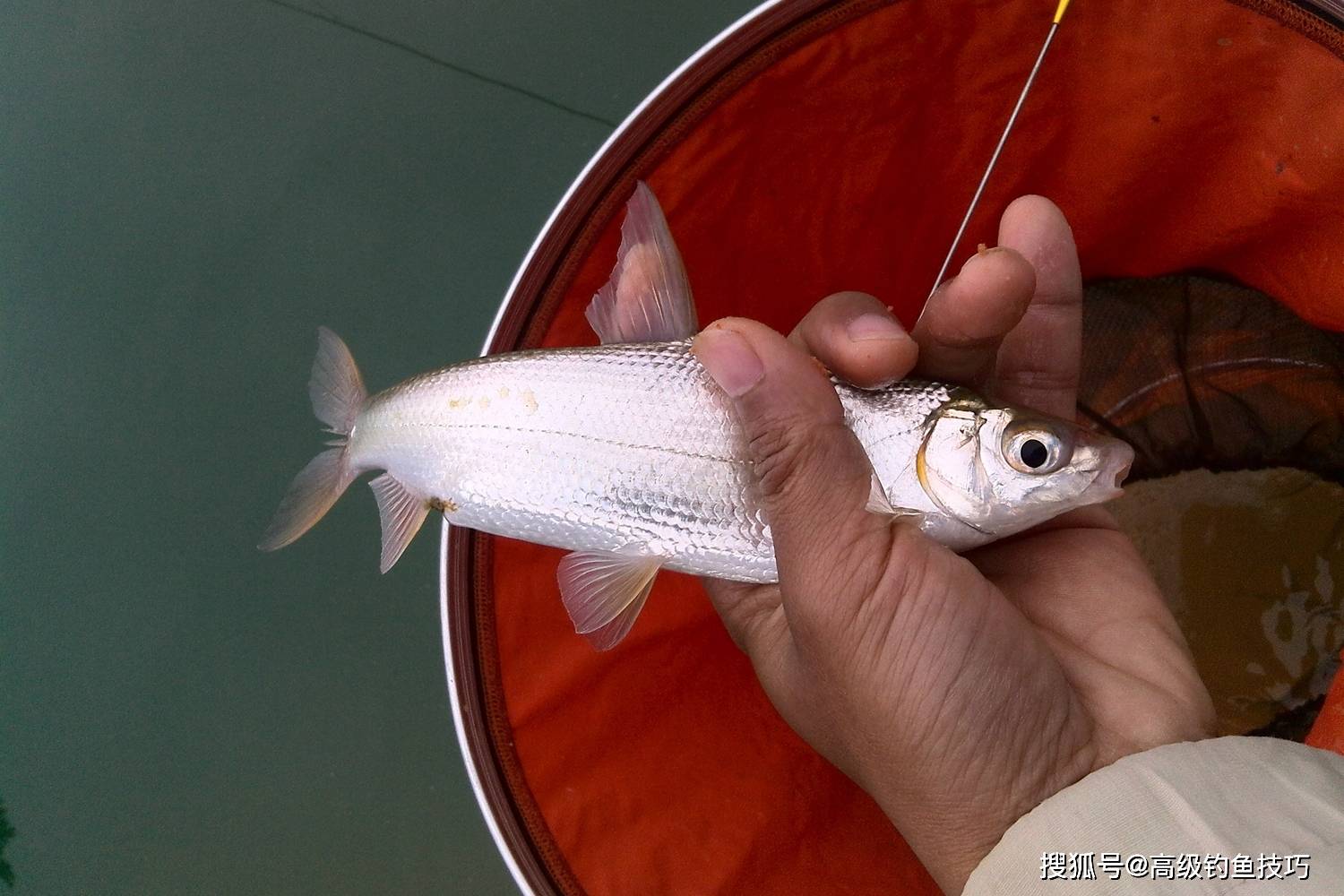 黄尾鱼最喜欢吃哪种味型的食物 黄尾鱼的摄食习性和垂钓方法 食性