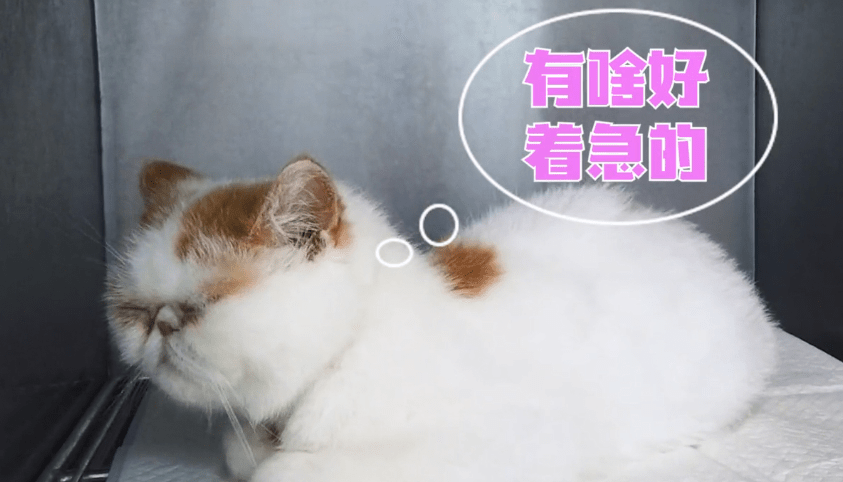 进行加菲猫半夜难产，女子一早送去医院，医生灵魂拷问：保大还是保小