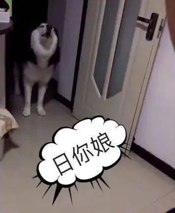 小人精二哈因捣乱被主人打一顿，最后居然这种话骂女主人！