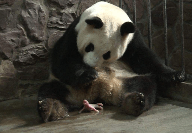 熊猫掌力多大图片