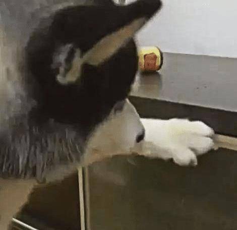 什么|主人外出二哈独自在家,监控拍下狗狗“罪行”,网友直呼狗肉煲了