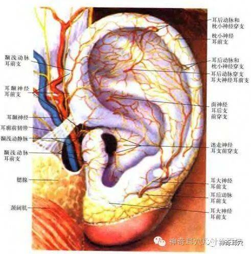 益康耳穴耳朵与经络两者之间存在什么样的关系