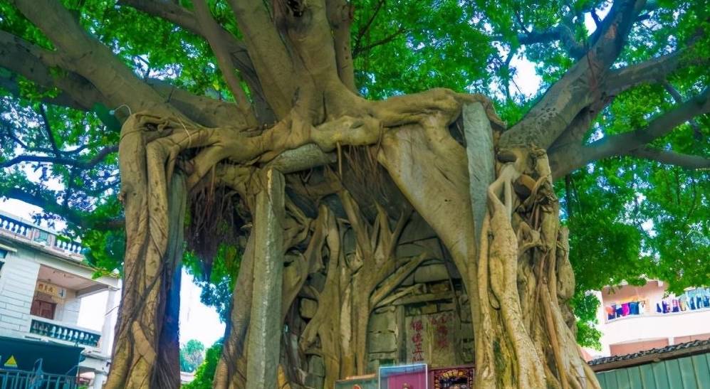 福建一百年“神树”曾险些被砍，如今腹里藏有神庙，引无数人参拜