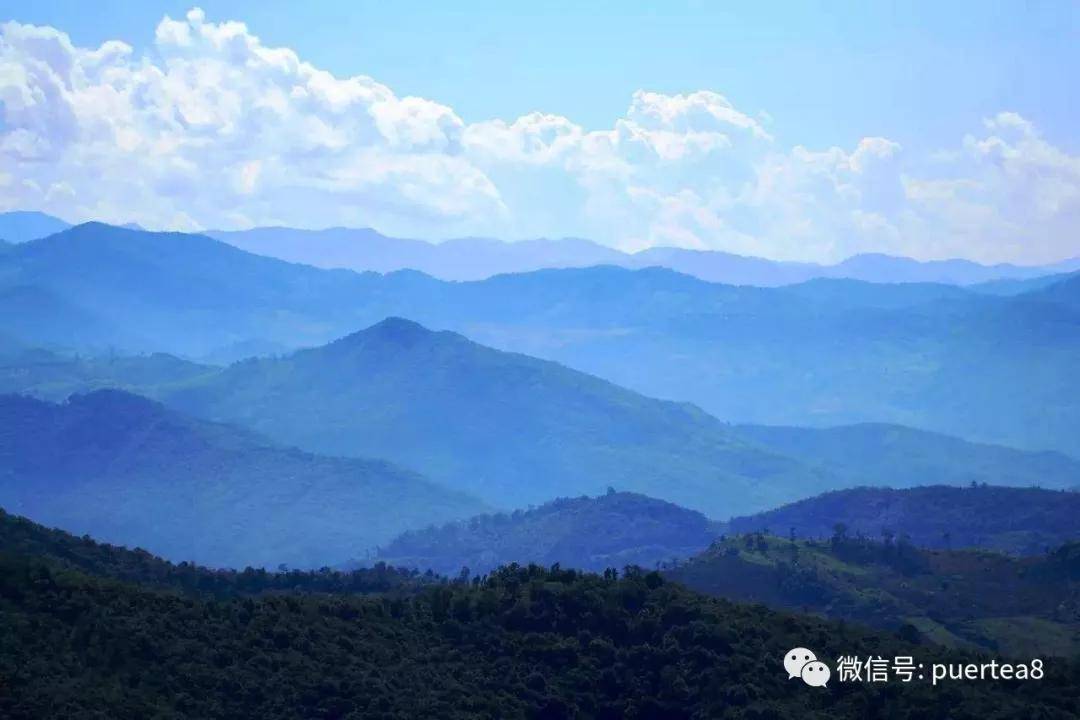 干货分享景迈大平掌古树茶香气高扬茶味饱满