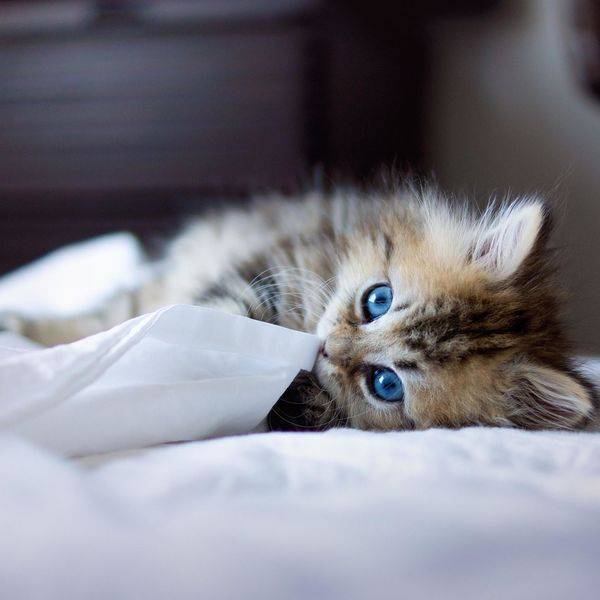 梦境的双猫奇缘，探索梦中两只猫的深层寓意与心理启示