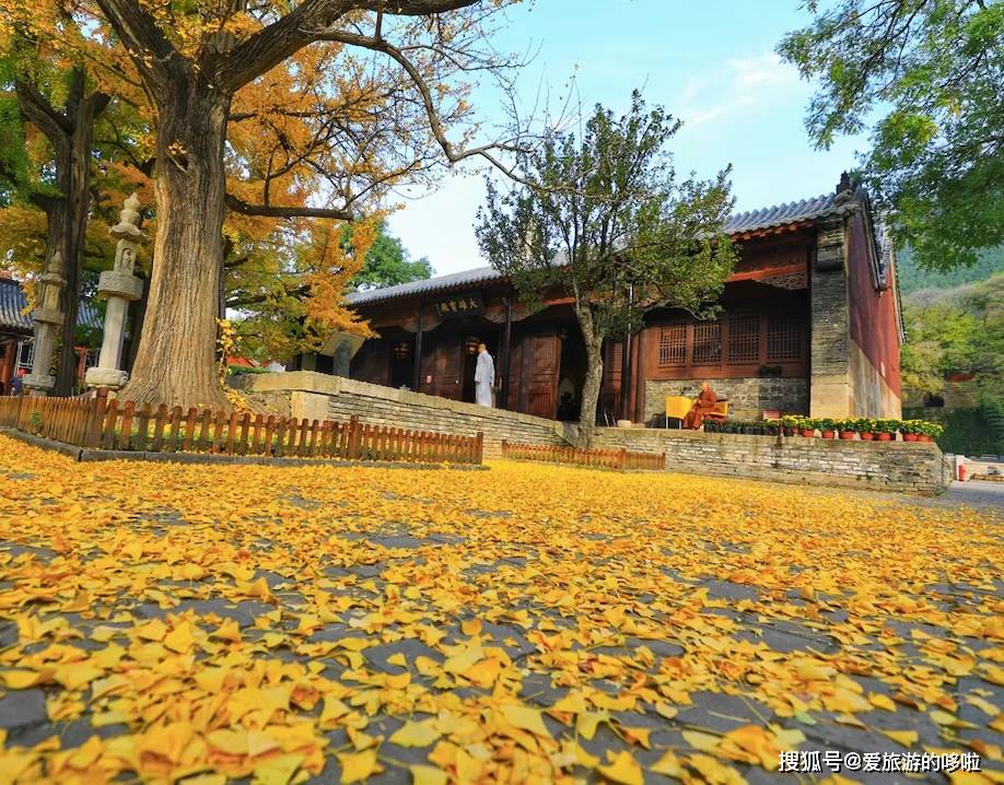 北国最有韵味的老城，十里银杏火上热搜！济南，请你秋天来！
