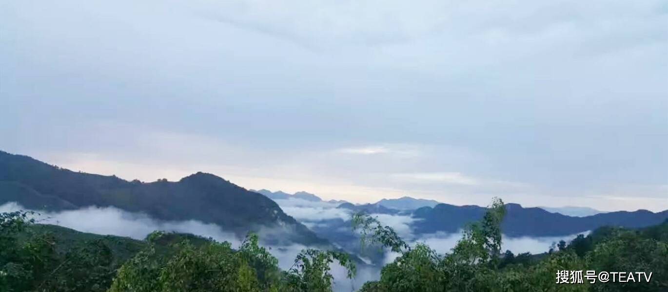 技术|张理珉：一款好的普洱茶，应具备四个方面