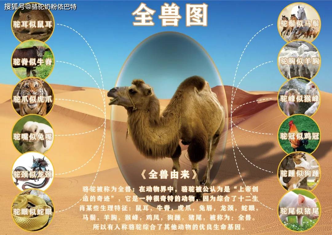 驼奶厂家告诉你!_骆驼