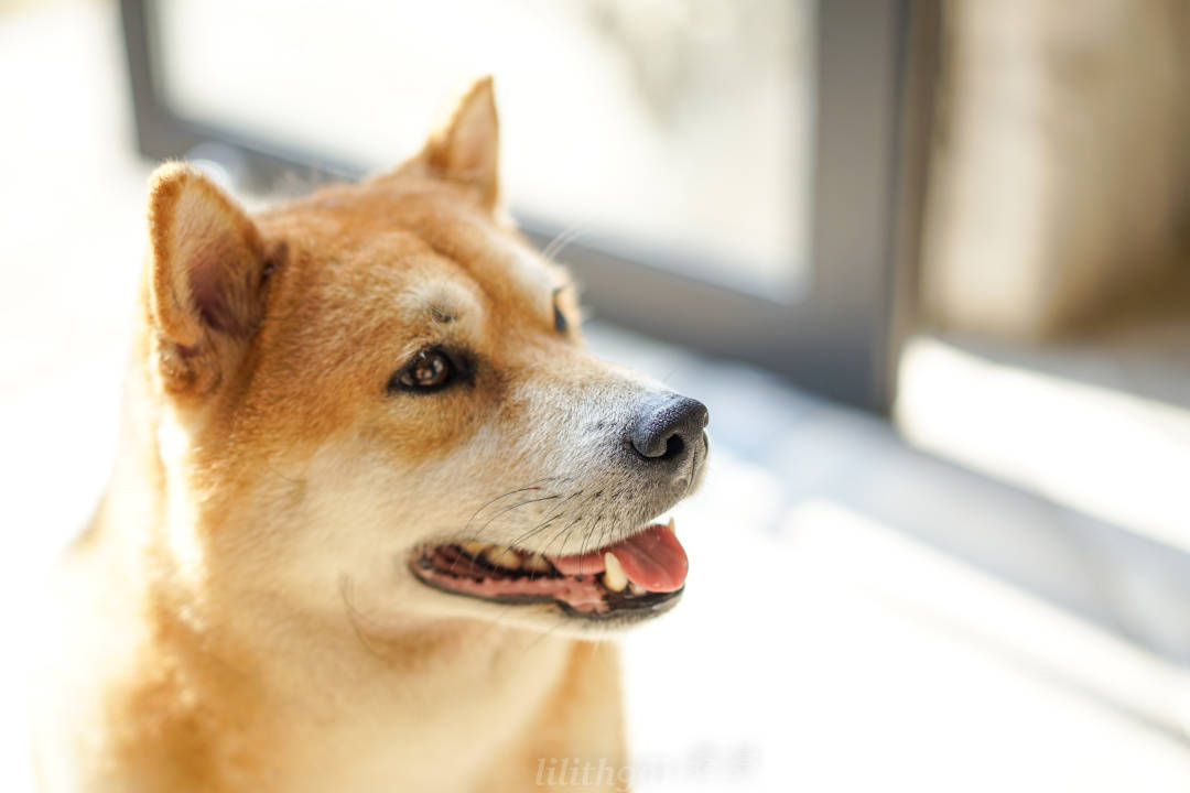 柴犬阿|浮生偷得半日闲，唯爱莫干山无二度假民宿