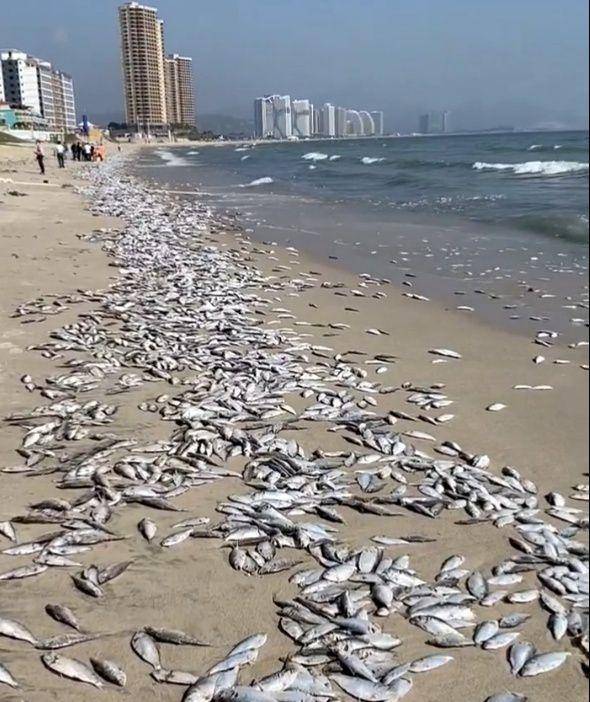 廣東一景區海灘出現大面積死魚綿延數百米官方稱最好不要撿食