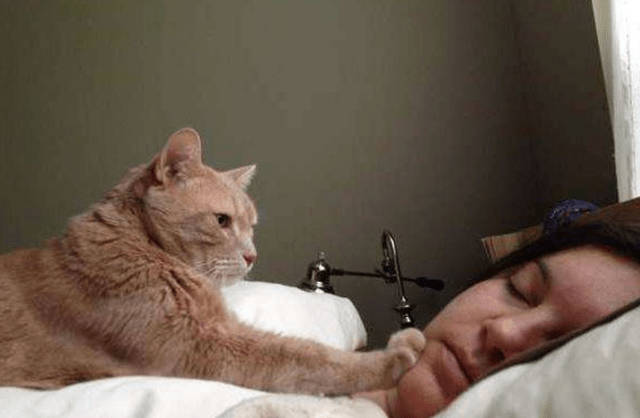 原创猫咪为叫主人起床使出浑身解数委屈巴巴的小模样太可爱了