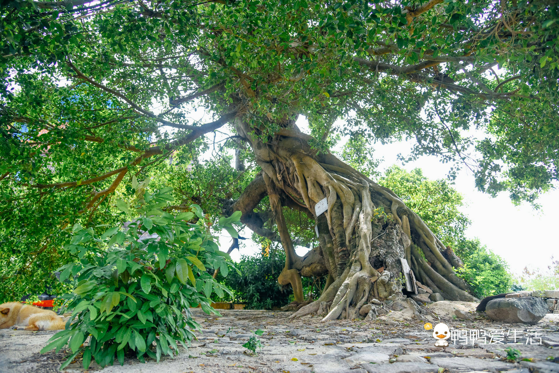 镇海|漳州龙海有600年古城与红白灯塔，外号“小垦丁”，美不胜收！