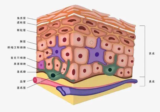 皮肤生理学与细胞图图片