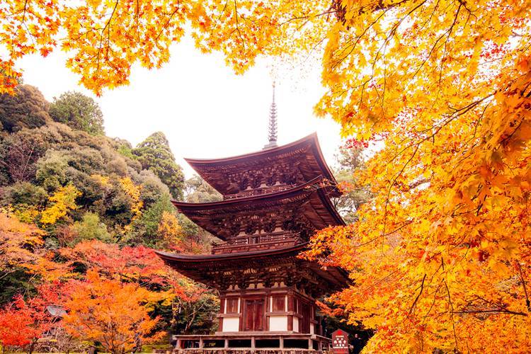 原创如果一生只能去一次日本，我选择在秋天