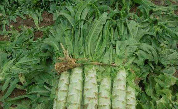 症状|这3种食物，每天坚持吃一点，稳定“血糖”,精神好！