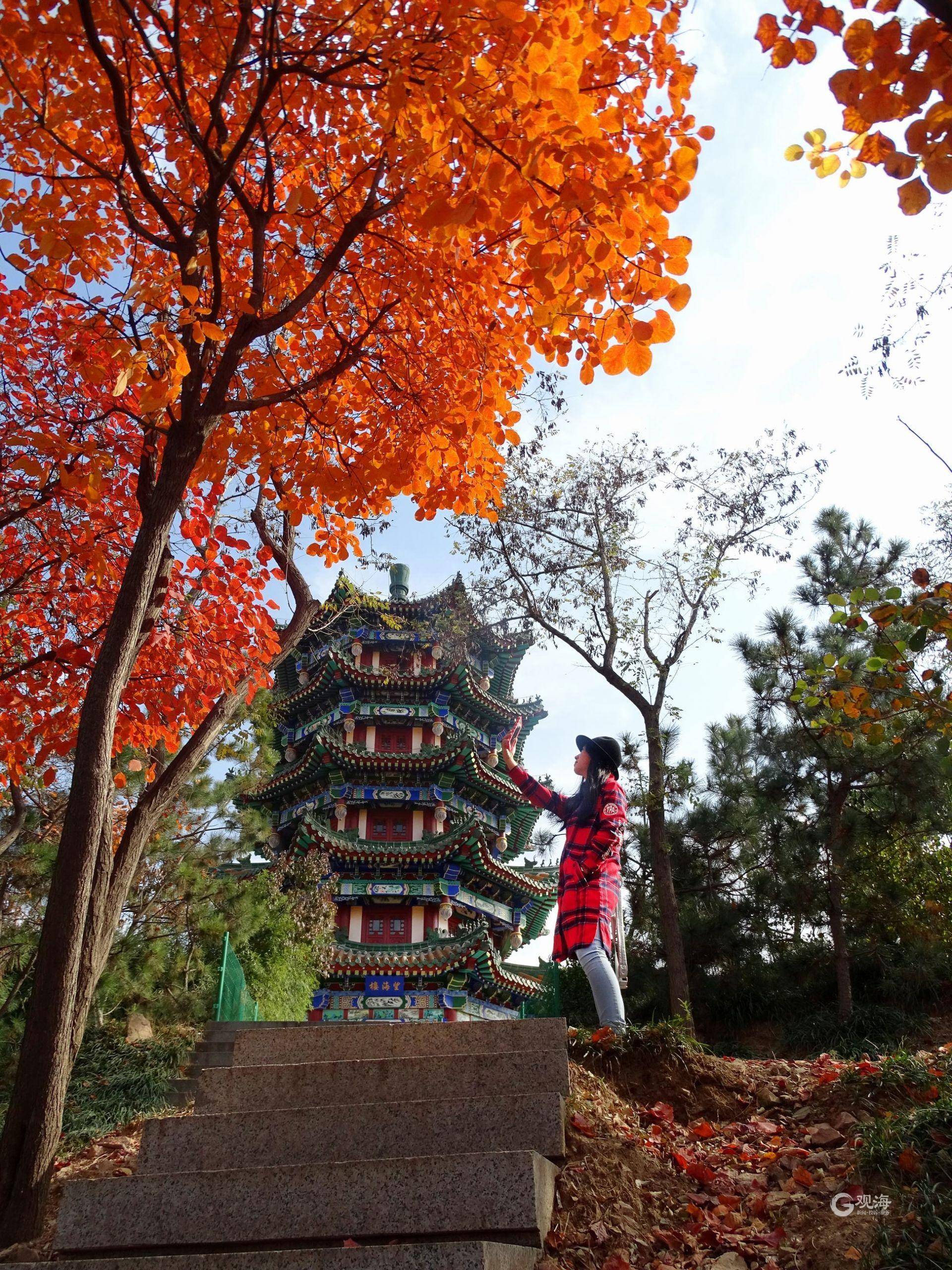 索景|按图索景，看图识叶，这本青岛赏秋图册你不可错过