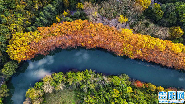 水面|【图集】深秋时节 贵阳花溪黄金大道美景如画