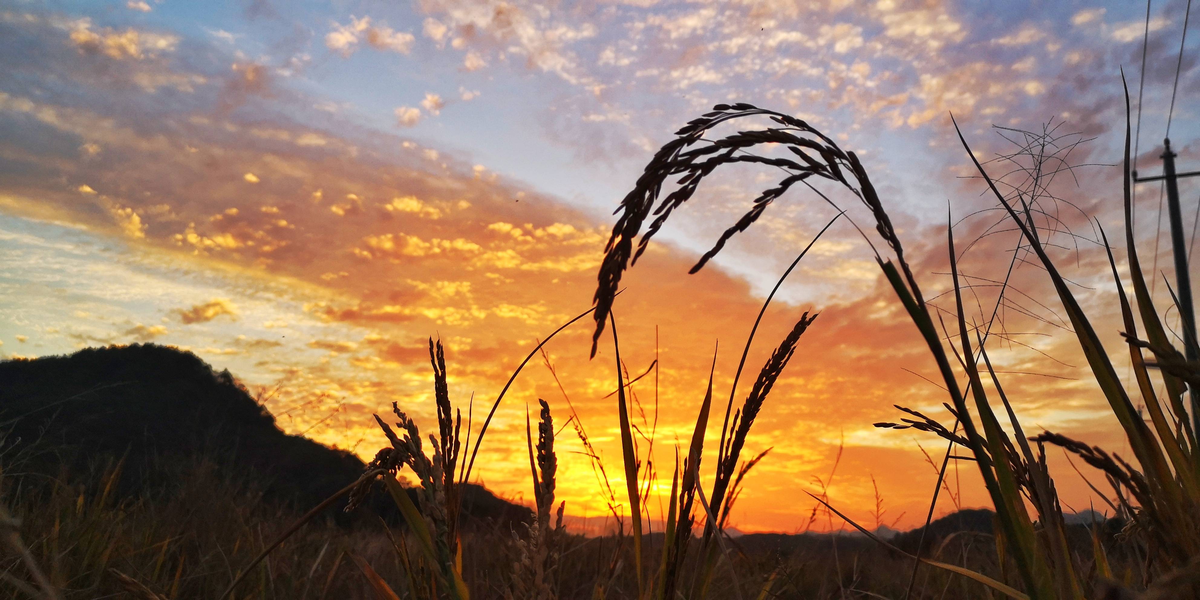 晚霞|金色的田野