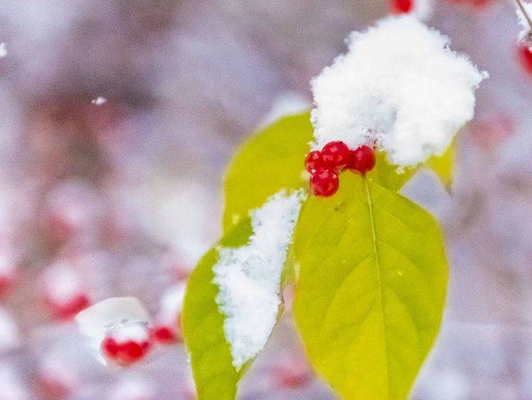 李勋|立冬伴雪飞（诗六首）