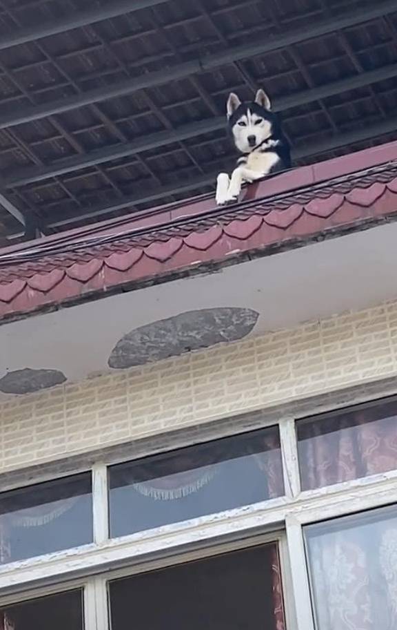 什么在楼下等朋友，瞥了一眼楼上的二哈后：你也会感到忧郁吗？
