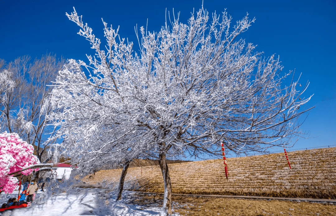 雪花|如约而至！近十年最早初雪光临济南，快收好这份雪景大赏，足不出户看雪映泉城