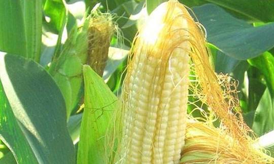 年是|总是被扔掉的玉米须,用来泡水喝居然还有这些好处,后悔知道晚了