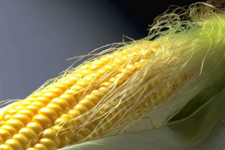 年是|总是被扔掉的玉米须,用来泡水喝居然还有这些好处,后悔知道晚了