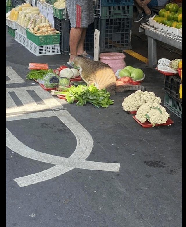 原创猫咪帮主人卖菜一副不太情愿的表情猫买菜免费赠送撸猫一次
