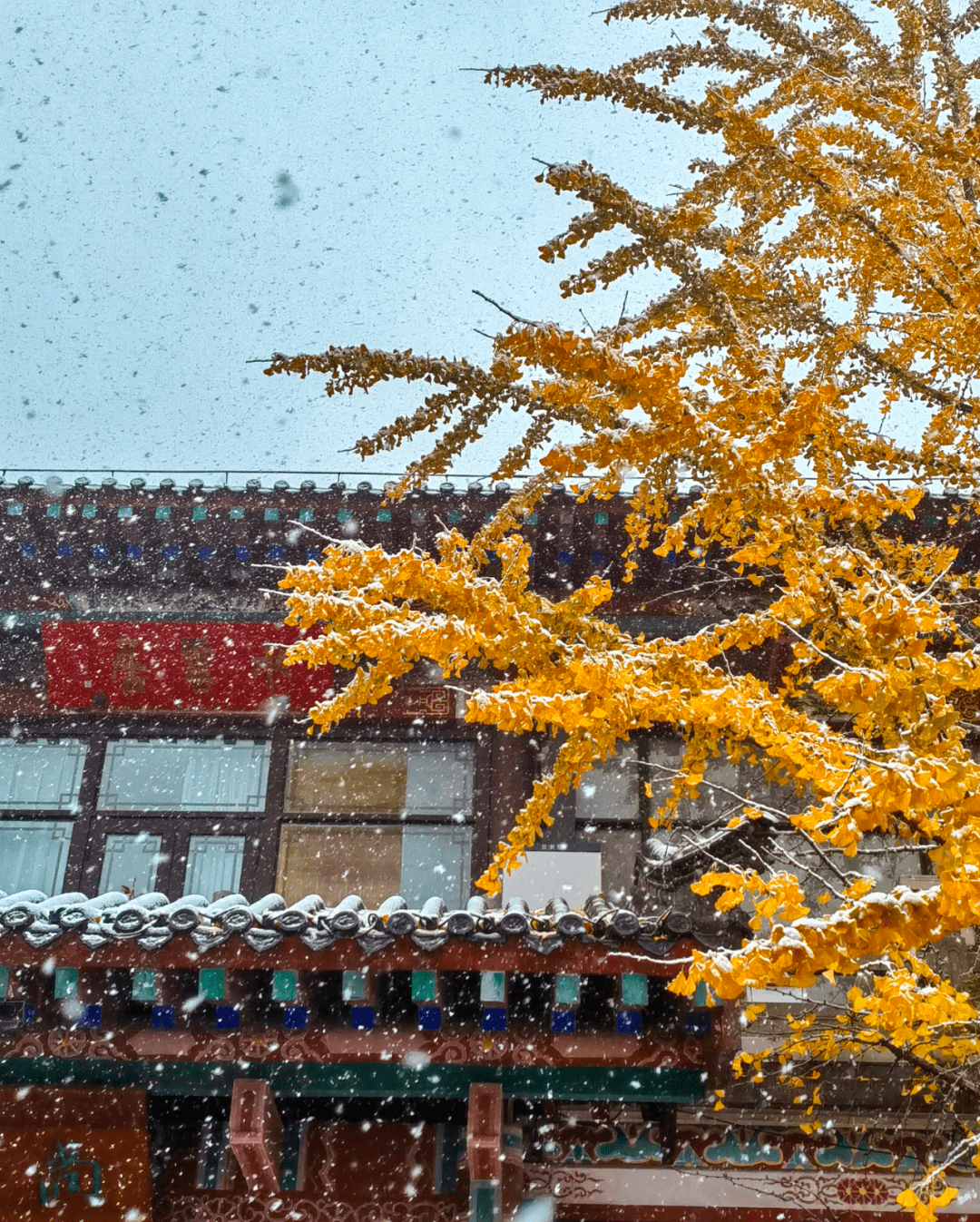 雪花|如约而至！近十年最早初雪光临济南，快收好这份雪景大赏，足不出户看雪映泉城