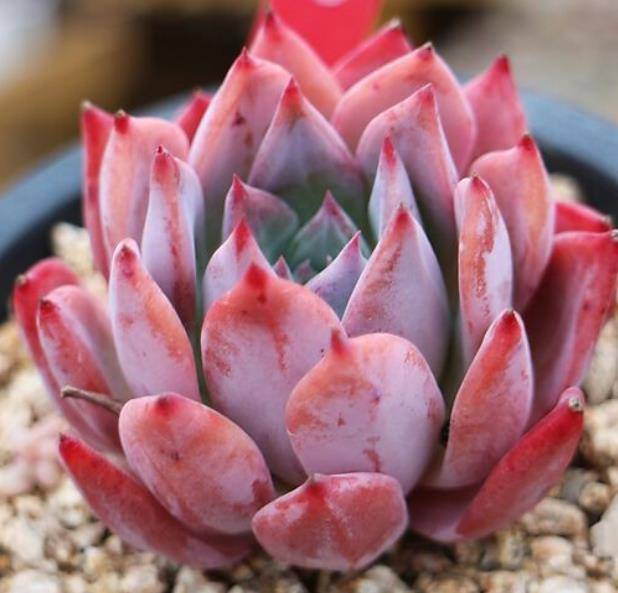 养多肉多年总结出种莲座状品种好养好看还不贵适合新手