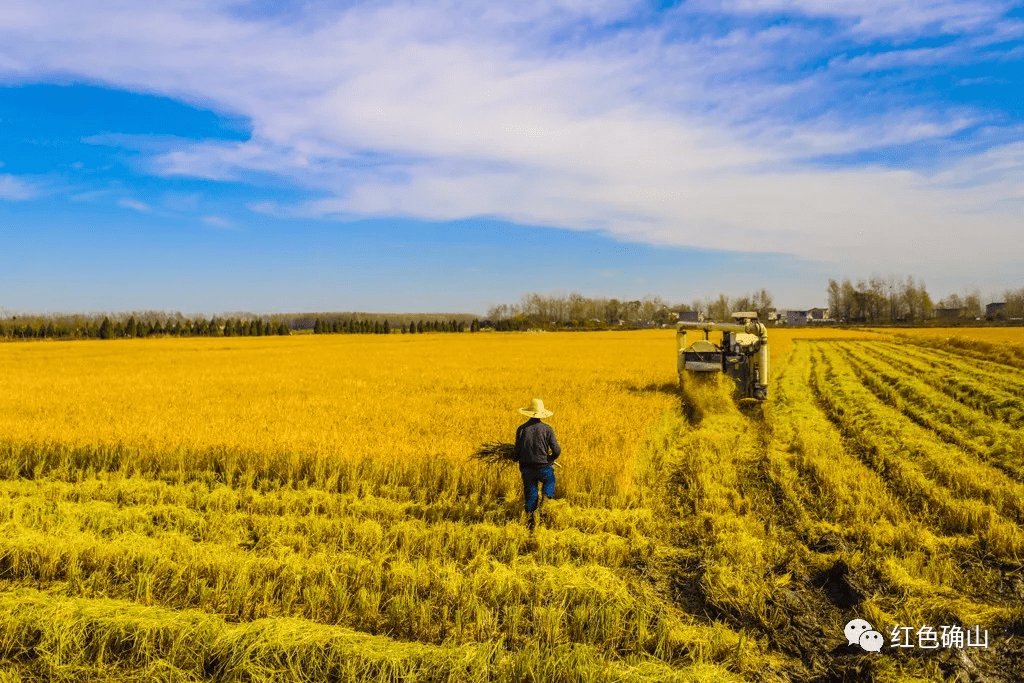 11月9日上午,确山县留庄镇三宗寺村水稻田里收割机轰鸣,金色稻浪迎风