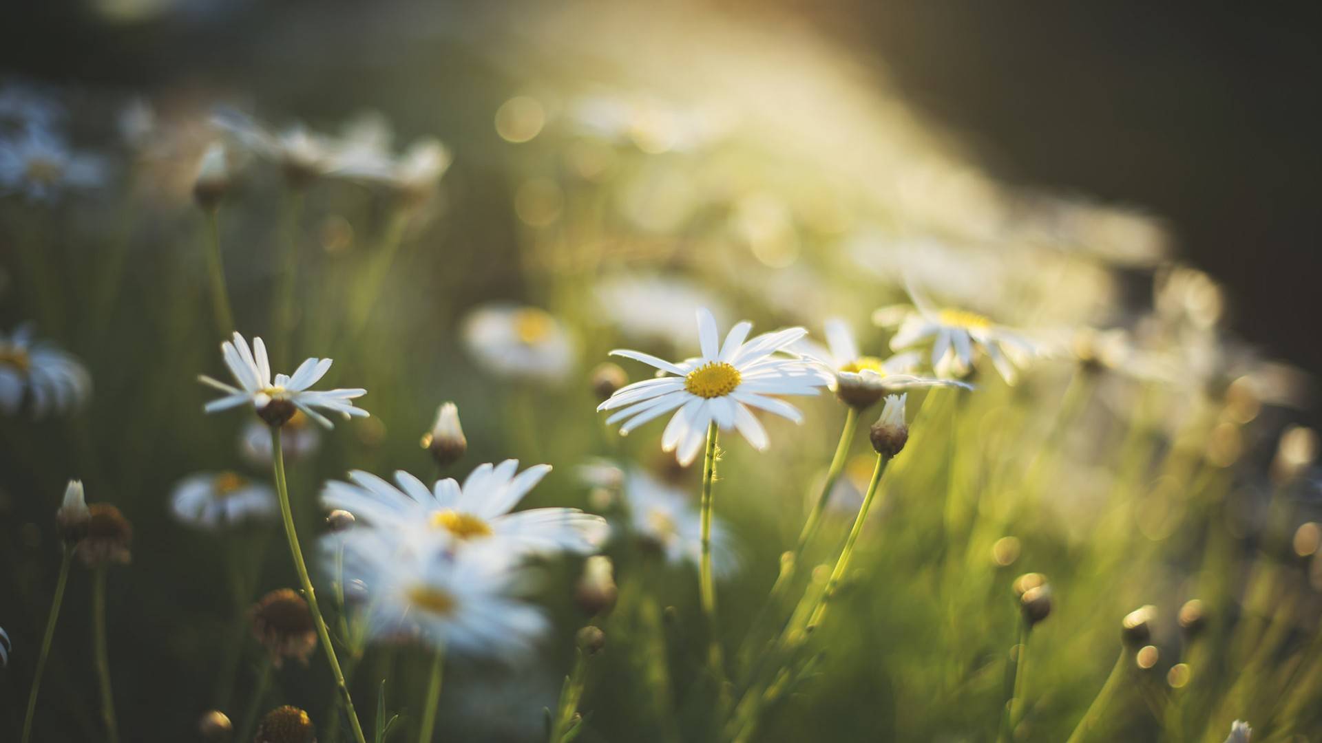 这三个星座的人生最有价值宁缺毋滥高层次高品位高度体验