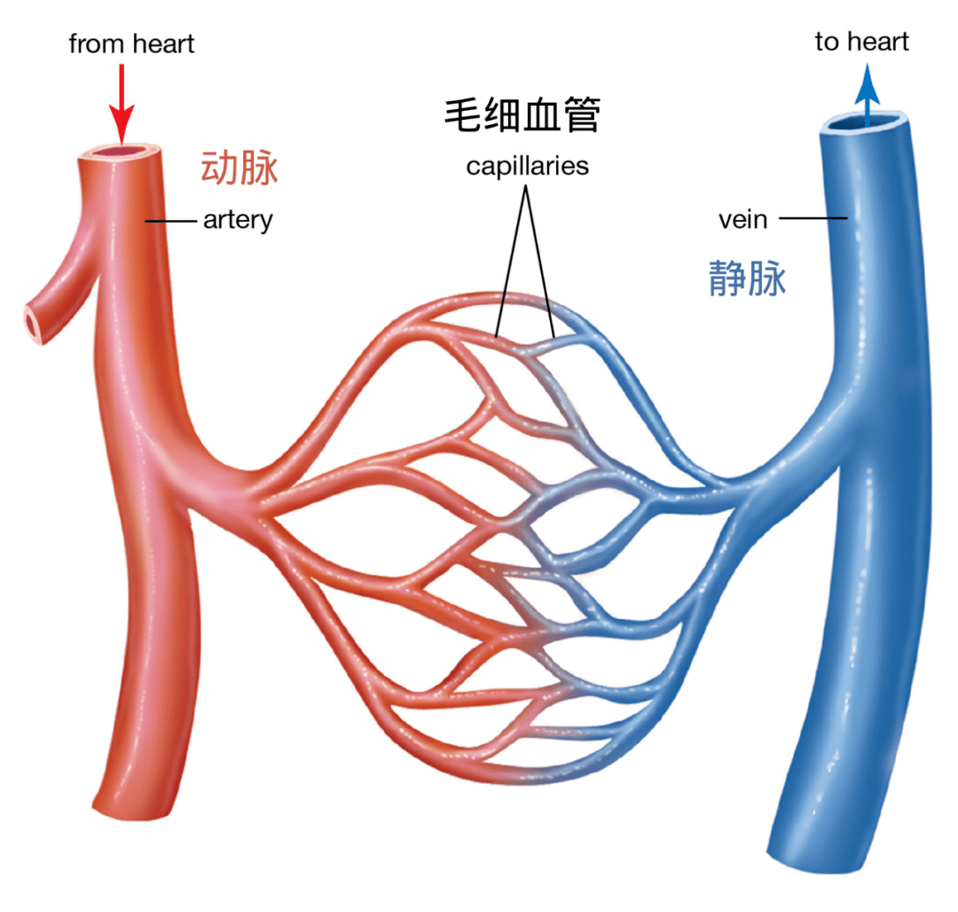 静脉血管壁分层结构图图片