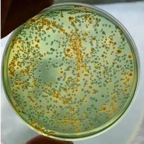 原创天天讲弧菌但你真的了解它吗弧菌越杀越多可能与它有关