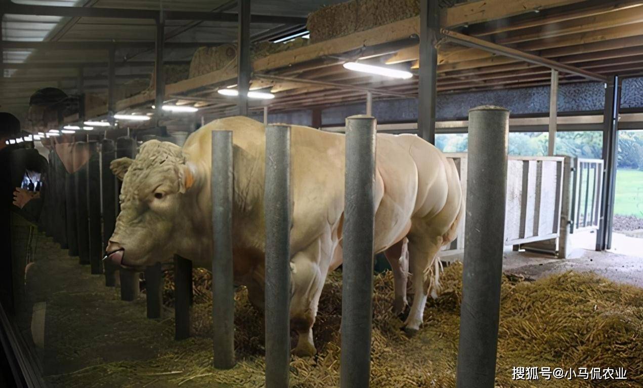 原创"牛魔王"丹尼尔新疆繁育体长5米重3吨的牛,一天长肉3斤,啥样
